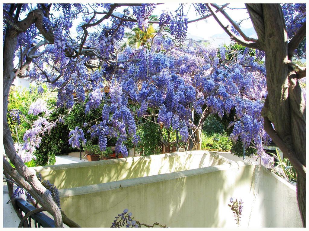B&B La Salamandra Kitchengarden Forio di Ischia エクステリア 写真