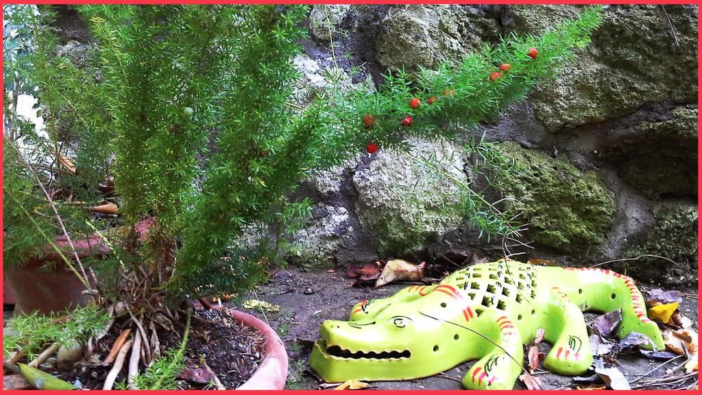 B&B La Salamandra Kitchengarden Forio di Ischia エクステリア 写真