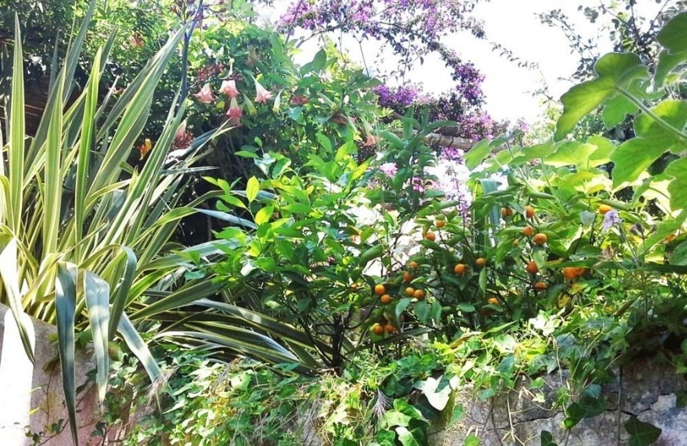 B&B La Salamandra Kitchengarden Forio di Ischia エクステリア 写真
